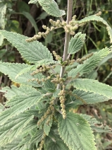 Urtica dioica ssp. holosericea