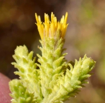 Hazardia squarrosa var. squarrosa