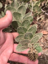 Arctostaphylos confertiflora