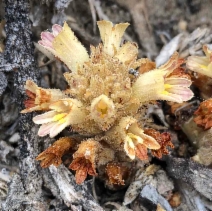 Aphyllon parishii ssp. brachylobum