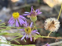 Symphyotrichum subspicatum