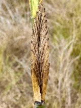 Elymus ponticus