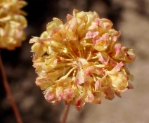 Eriogonum umbellatum var. munzii