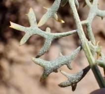 Packera eurycephala var. lewisrosei