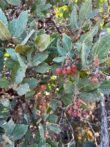Arctostaphylos crustacea