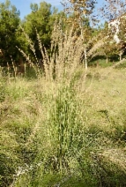 Leptochloa fusca ssp. uninervia