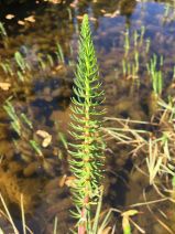 Hippuris vulgaris