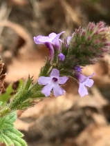 Verbena lasiostachys var. lasiostachys