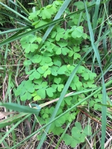 Oxalis suksdorfii