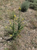 Linaria dalmatica ssp. dalmatica