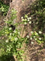 Apium graveolens