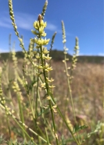 Astragalus clevelandii