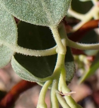 Arctostaphylos parryana ssp. tumescens