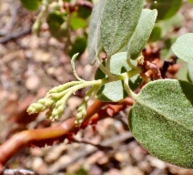 Arctostaphylos parryana ssp. tumescens