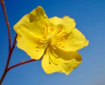 Helianthemum scoparium
