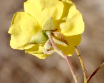 Helianthemum scoparium