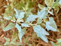 Atriplex lentiformis