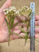 Baccharis salicifolia