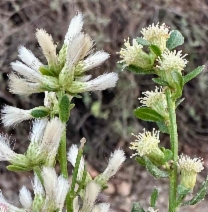 Baccharis pilularis ssp. consanguinea