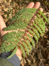 Albizia lophantha