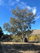 Search for Plants Results - Calflora