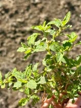 Atriplex suberecta