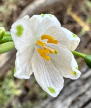 Leucojum aestivum