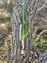 Leucojum aestivum