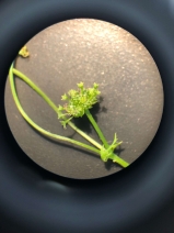 Sanicula tracyi