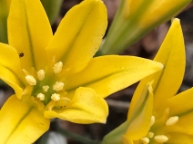 Triteleia ixioides ssp. ixioides