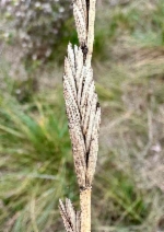 Elymus ponticus