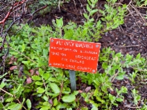 Arctostaphylos glutinosa
