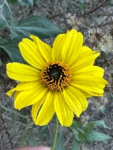 Encelia californica