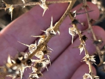 Salsola australis