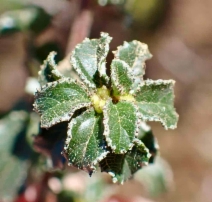 Ceanothus foliosus var. foliosus