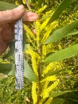 Acacia longifolia