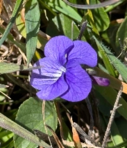 Viola adunca