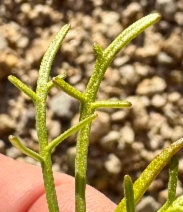 Chaenactis fremontii