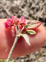 Eriogonum elongatum
