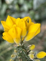 Ulex europaeus