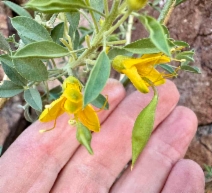 Cleomella arborea var. angustata