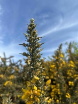 Ulex europaeus