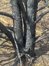 Pinus coulteri