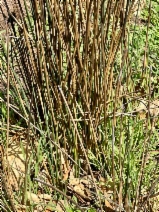 Juncus textilis