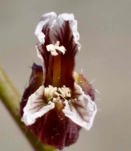 Streptanthus insignis ssp. insignis