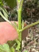 Bidens pilosa