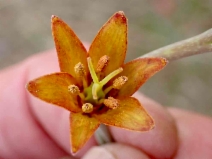 Fritillaria eastwoodiae