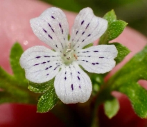 Nemophila pedunculata