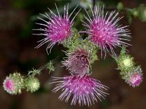 Cirsium remotifolium