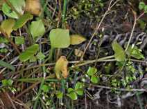 Claytonia washingtoniana